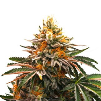 Early Skunk XL