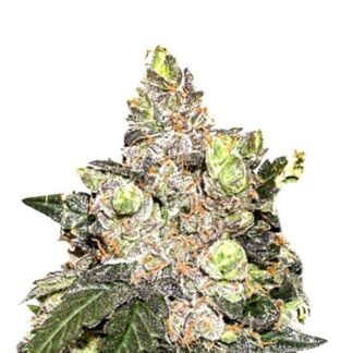 Girl Scout Cookies
