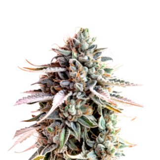 Glock 420