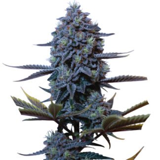 Godfather OG Auto