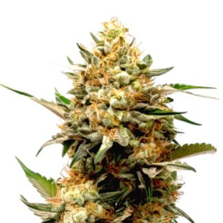 Golden CBD Auto