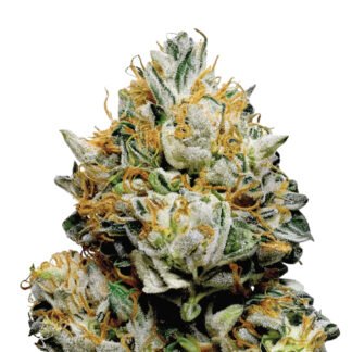 Gorilla Zkittlez