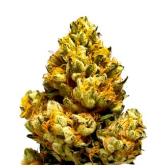 Grapefruit Auto