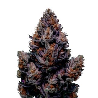 Blueberry Haze