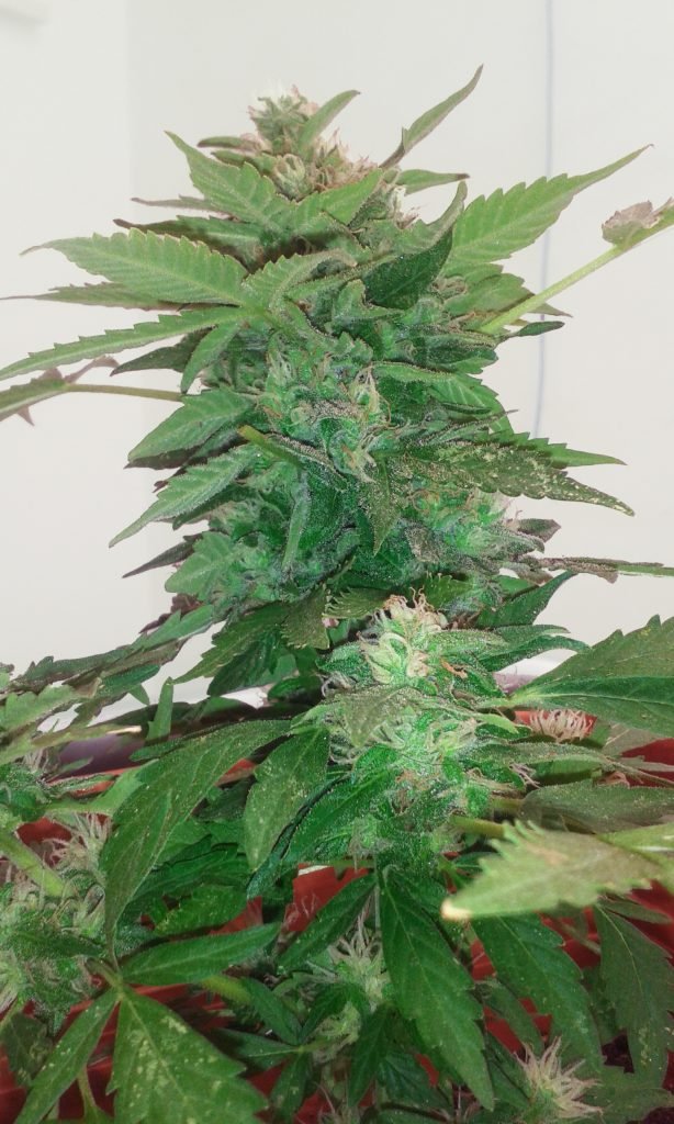 Jack Herer Auto - Image 2