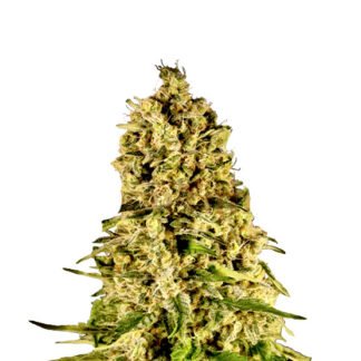 Kosher Kush