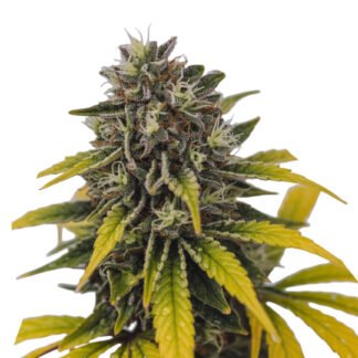 Lemon Pie