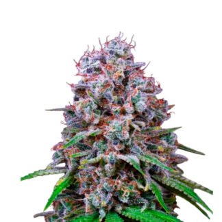 Miracle Alien Cookies