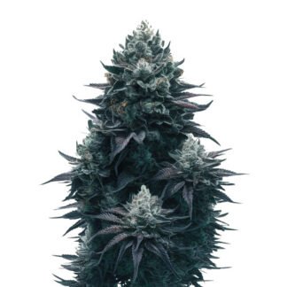 Black Mamba Auto