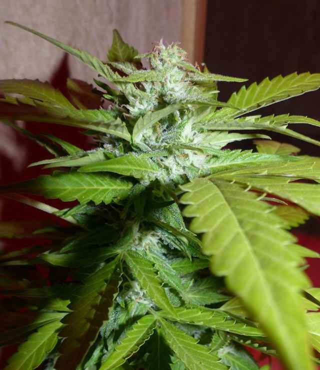 Amnesia Haze - Image 2