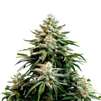 Masterkush