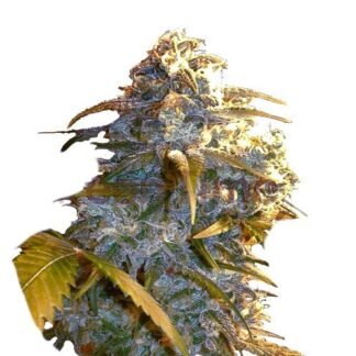 Mobydick Auto