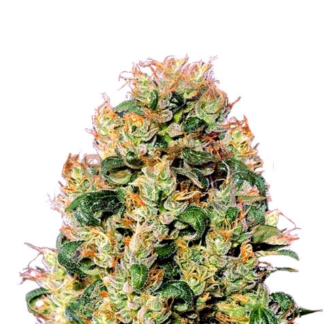 Orange Cookies