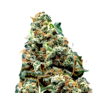 Orangutan Glue