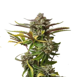 gorilla glue auto