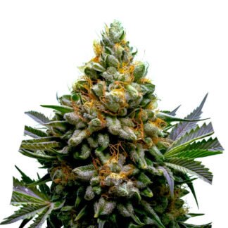 Oreoz