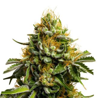 Papaya Thai