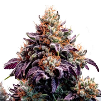 Purple Mobydick