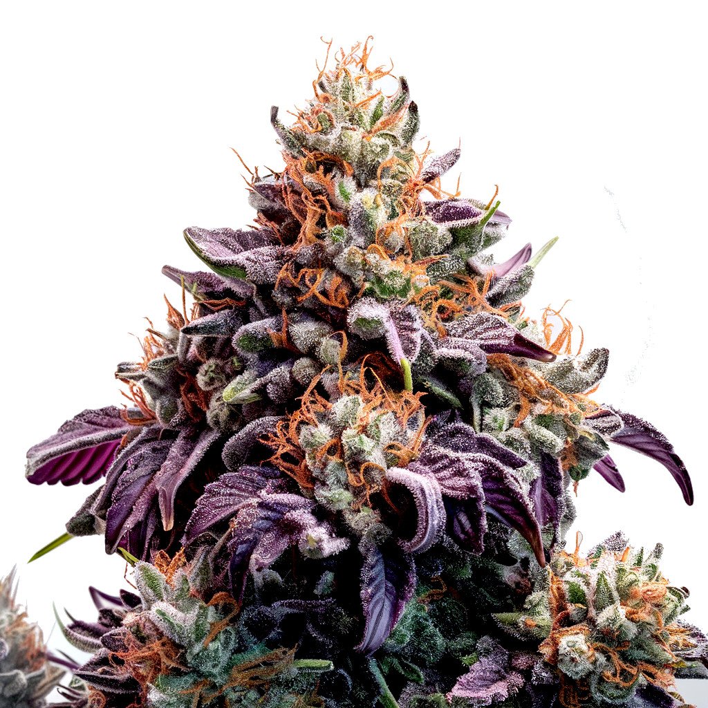 Purple Moby dick