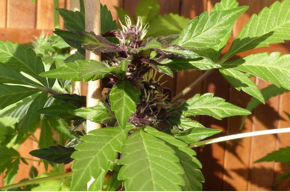 Purple OG Kush Auto - Image 2