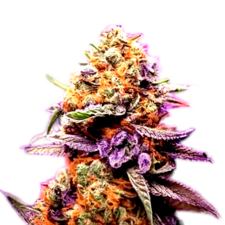 Purple Sherbet