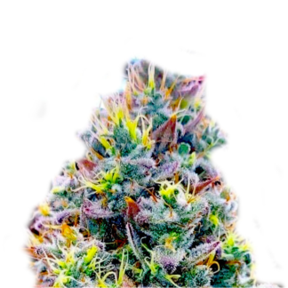 Quantum Kush