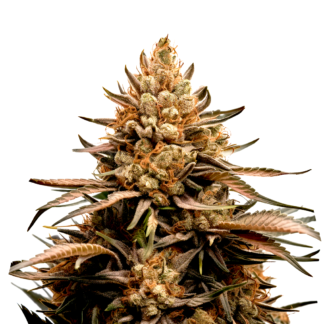 Skywalker OG