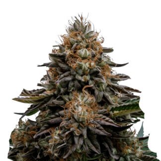 Stardawg Auto XL