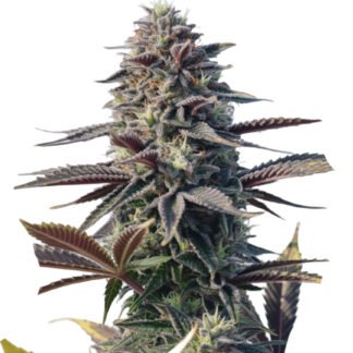 Sundae Driver