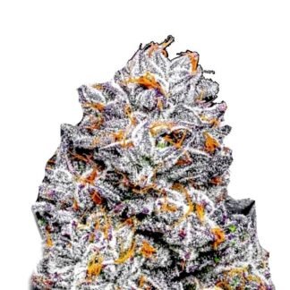 Sunset Sherbet