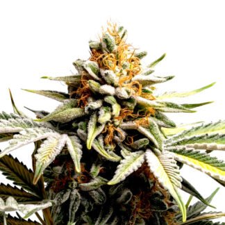 Super Lemon Haze
