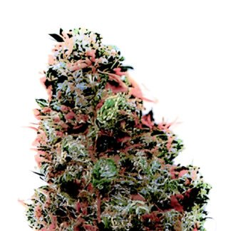 Tropicana Punch Auto