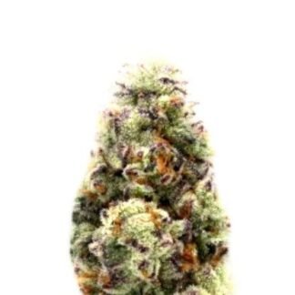 Wedding Cake Auto