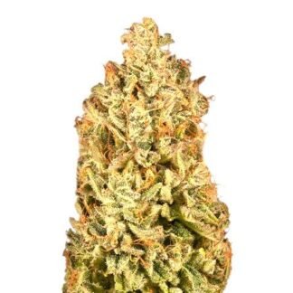 White Widow